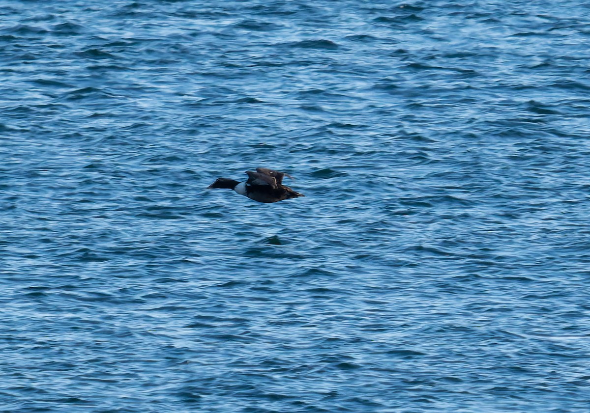 Common Eider - ML646652638