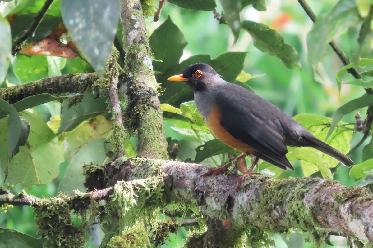 Chestnut-bellied Thrush - ML646652639