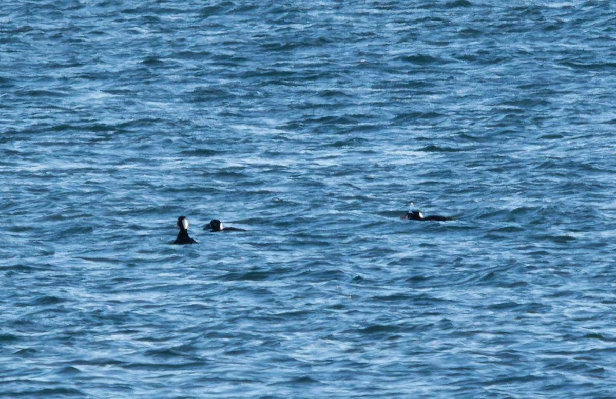 Surf Scoter - ML646652642