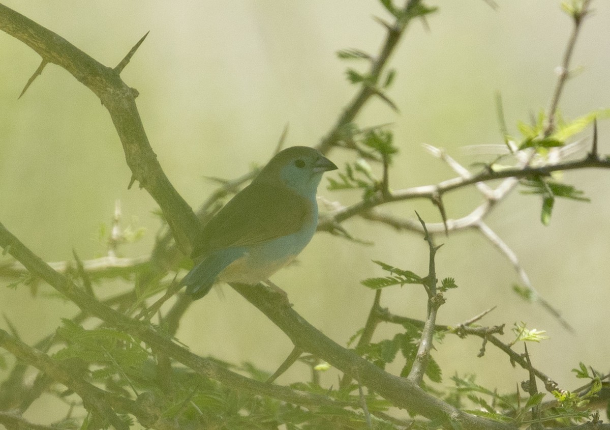 フナシセイキチョウ - ML646652645