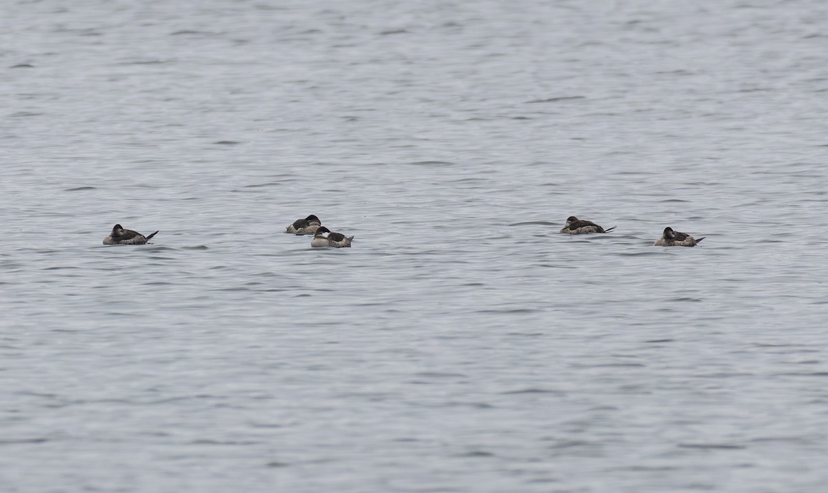 Ruddy Duck - ML646652646