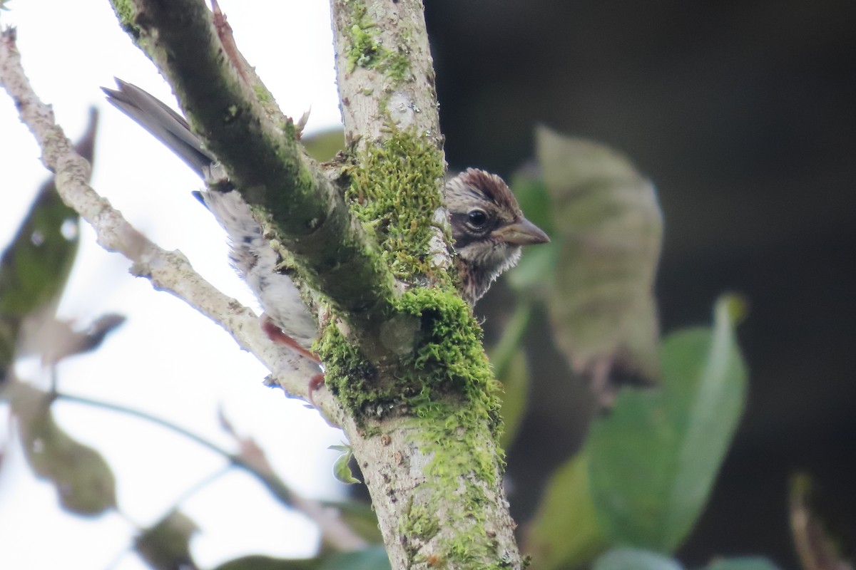 Rufous-collared Sparrow - ML646652647