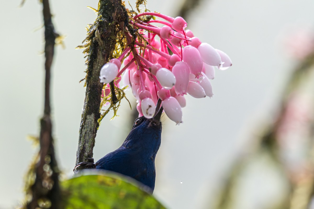 Indigo Flowerpiercer - ML646652648