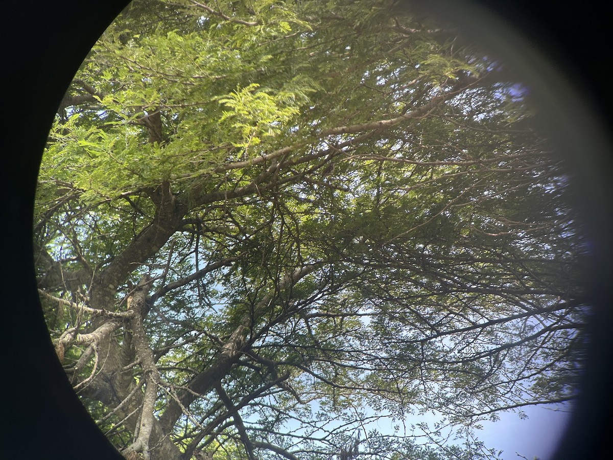 Альзакола натальська - ML646652649