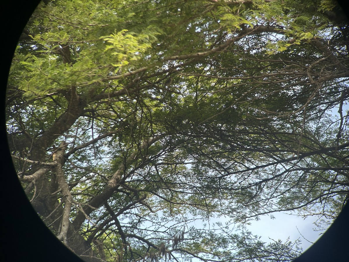 Альзакола натальська - ML646652650