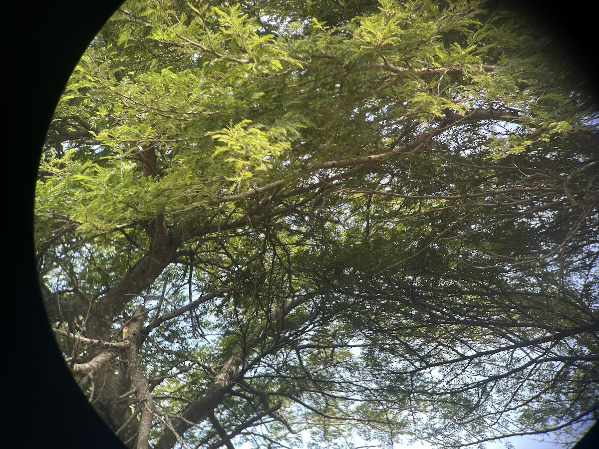 Альзакола натальська - ML646652651