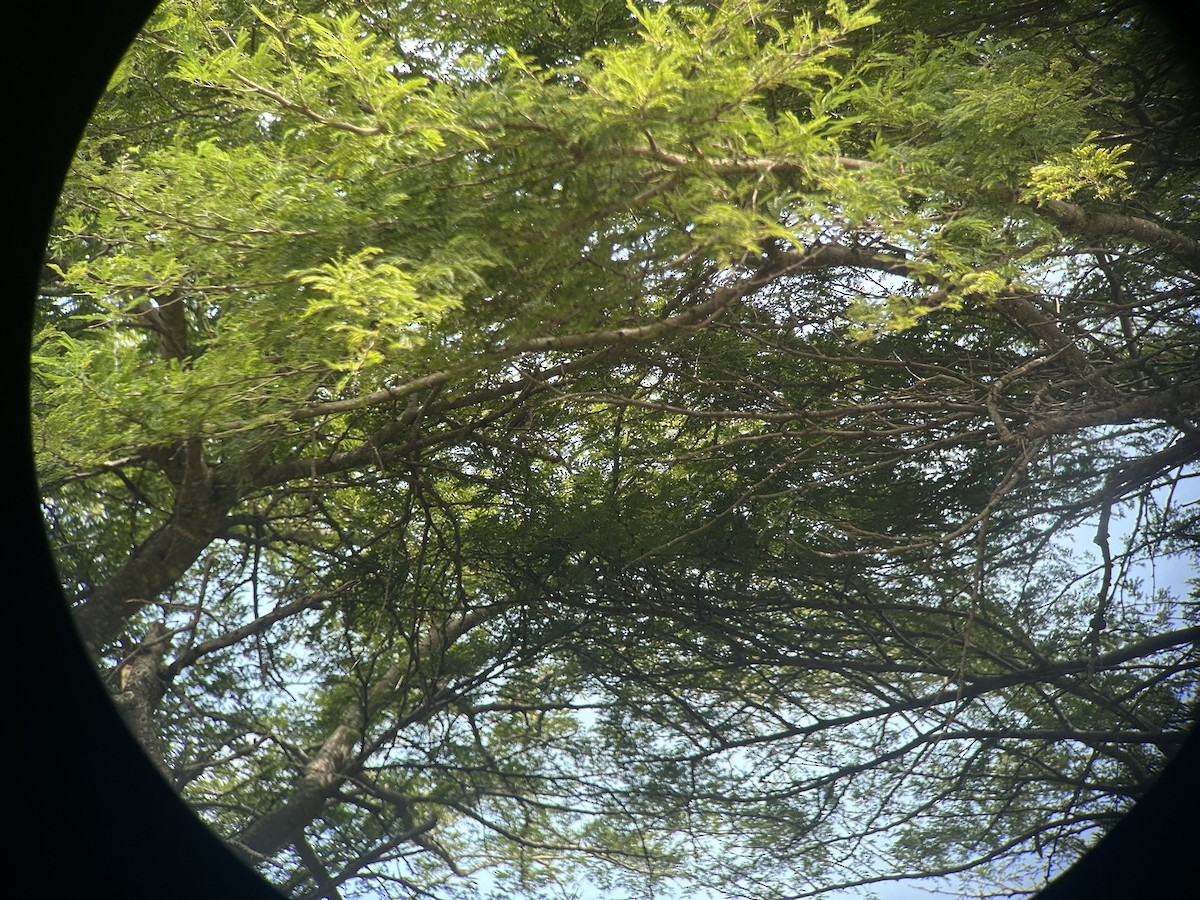 Альзакола натальська - ML646652652