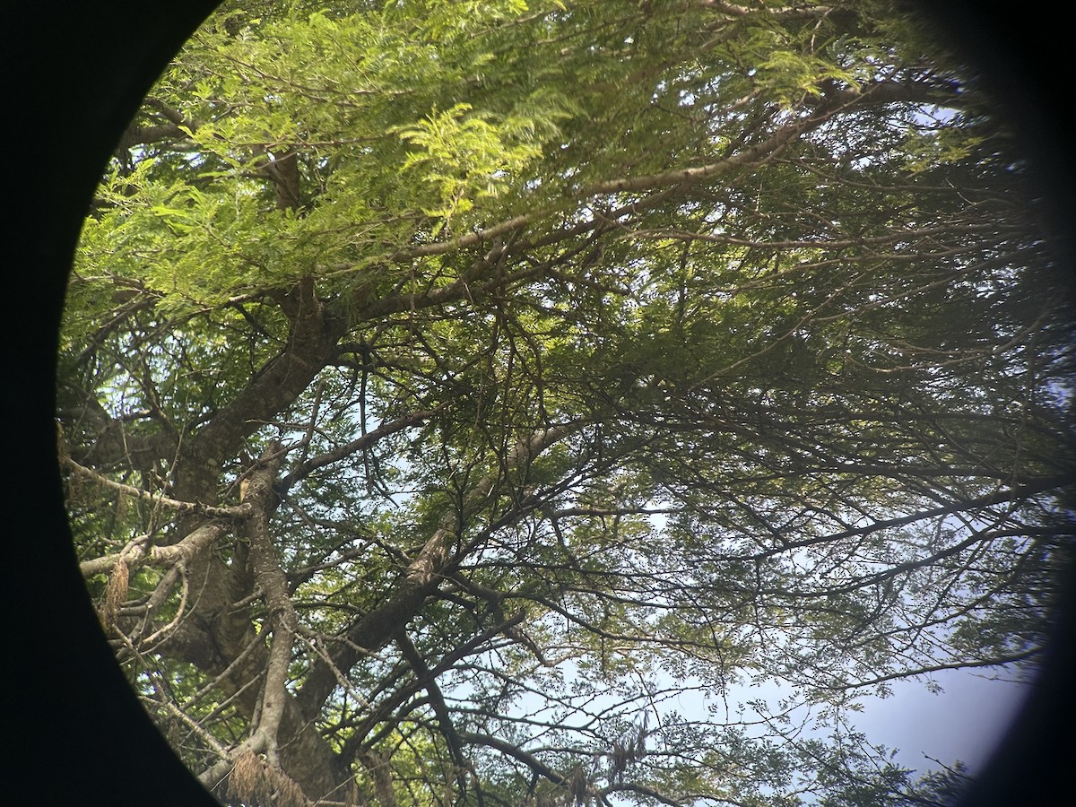 Альзакола натальська - ML646652653