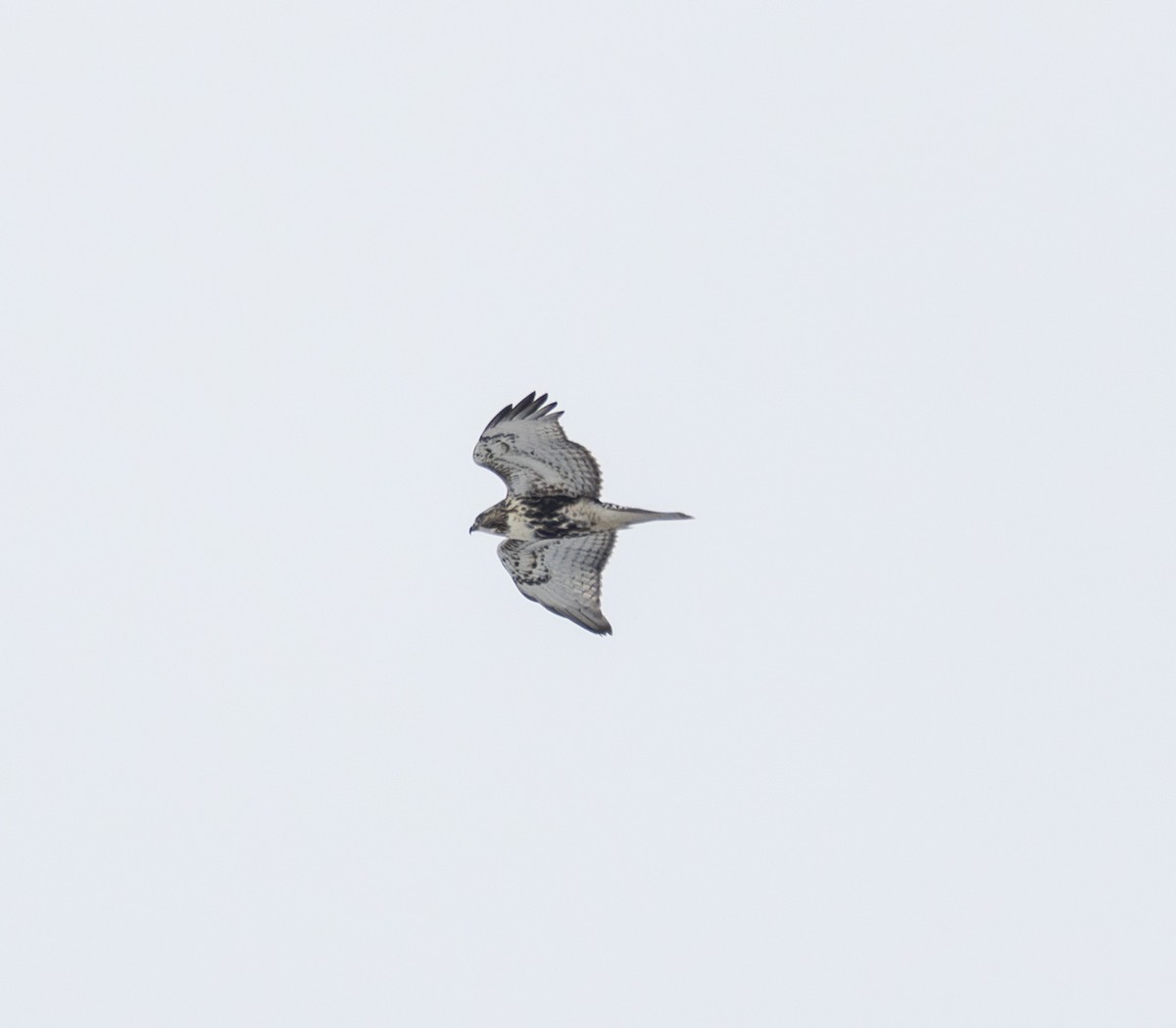 Red-tailed Hawk - ML646652656