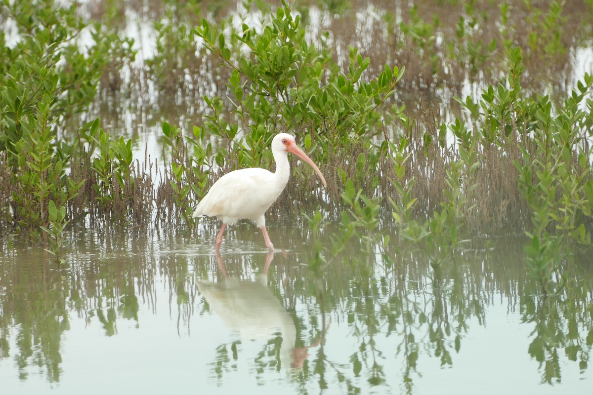 シロトキ - ML646652657