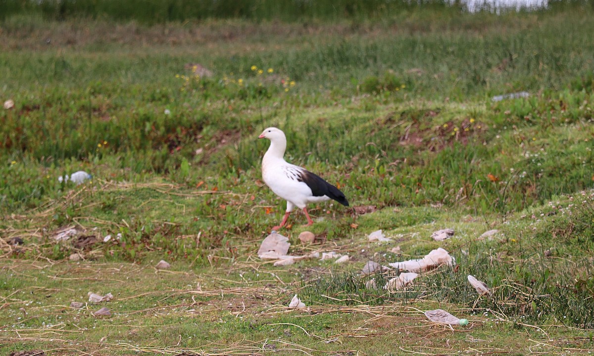 Андский гусь - ML646652658