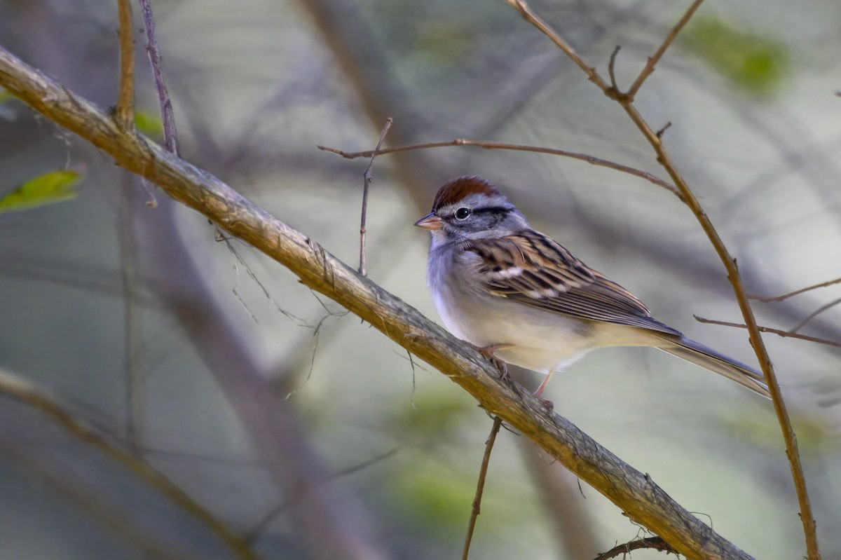 Chipping Sparrow - ML646652679