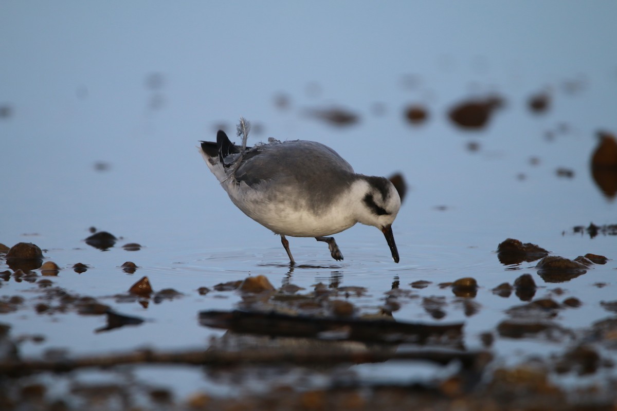 Red Phalarope - ML646652680