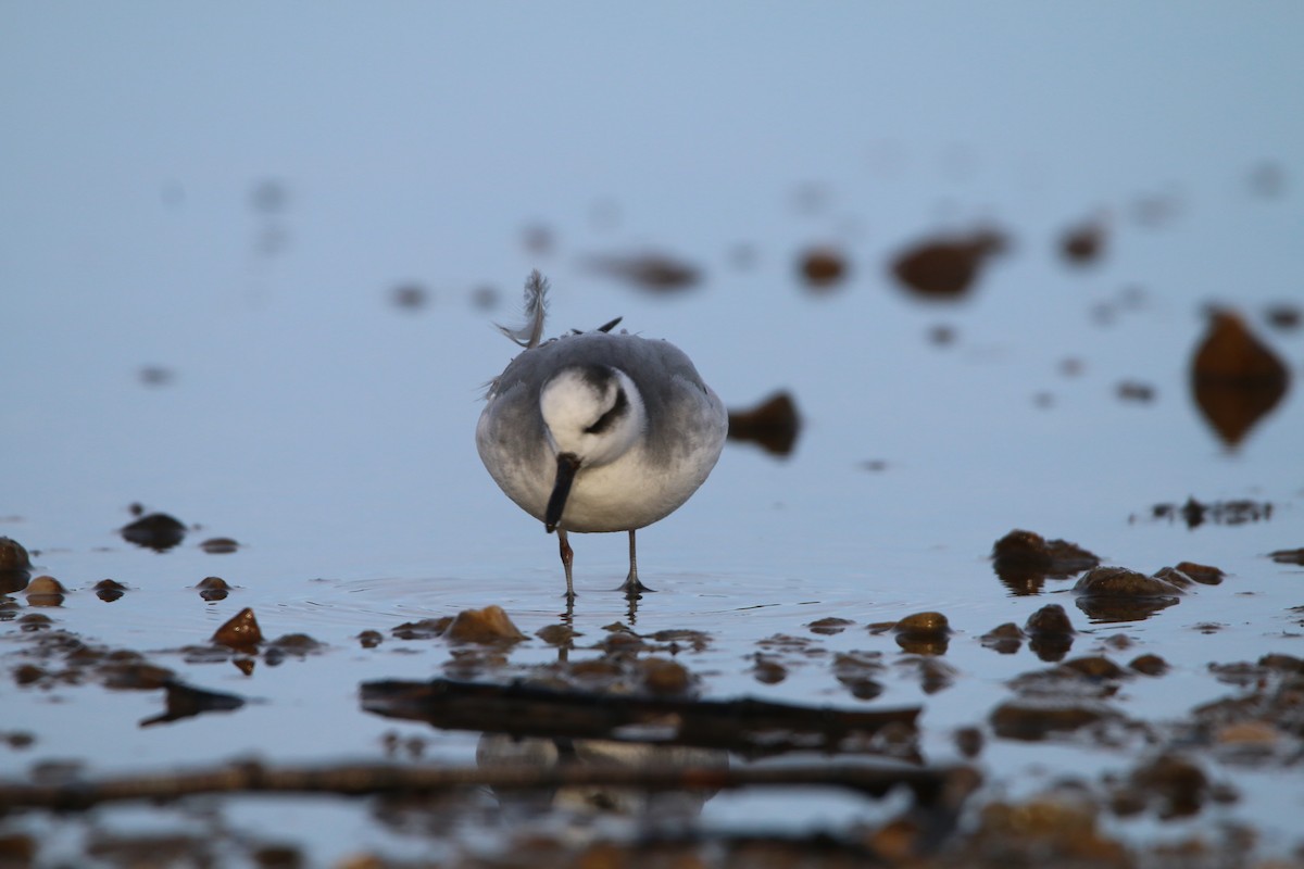 Red Phalarope - ML646652681
