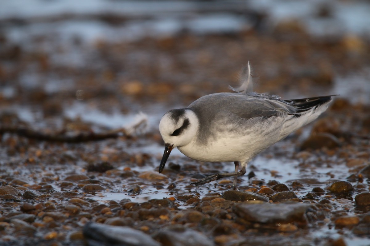 Red Phalarope - ML646652683