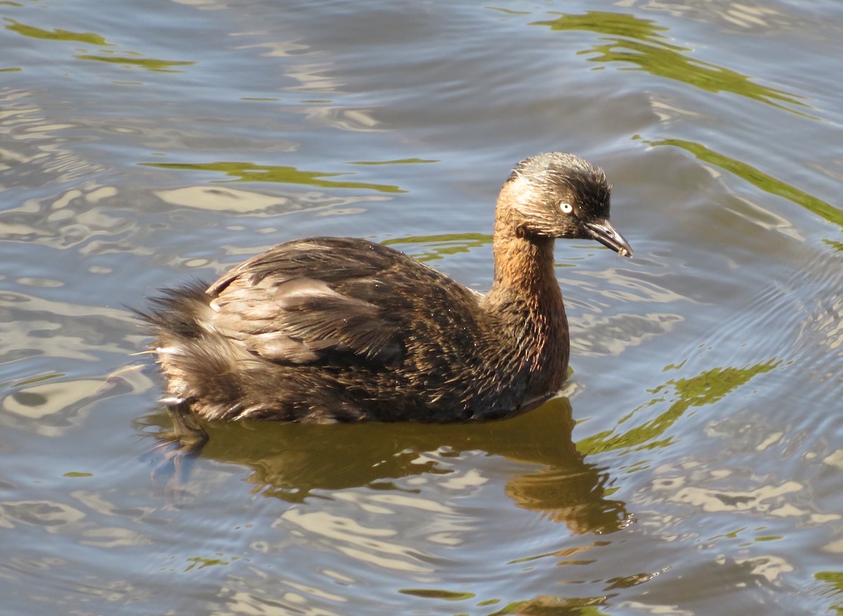 New Zealand Grebe - ML646652684