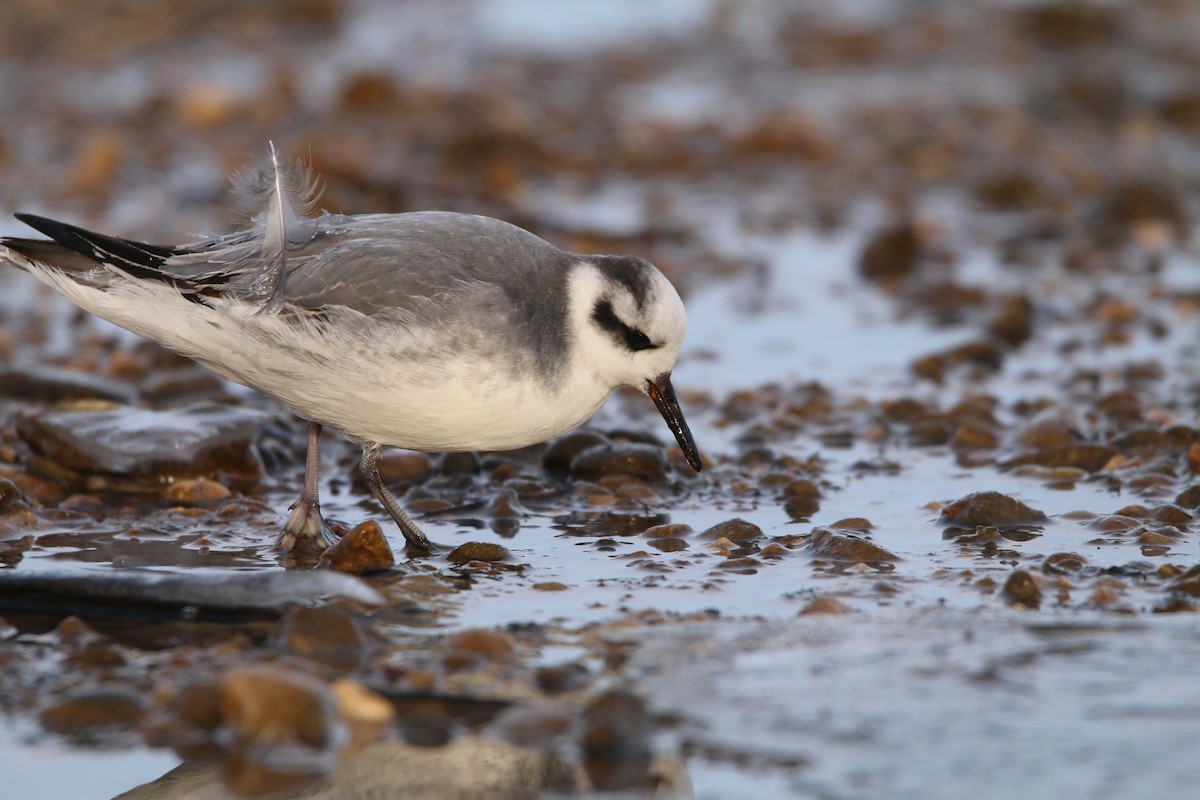 Red Phalarope - ML646652685