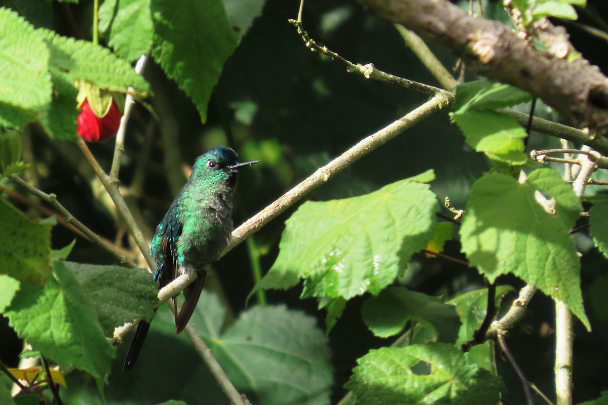 Long-tailed Sylph - ML646652686