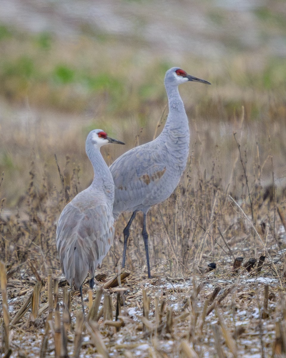 Grulla Canadiense (canadensis) - ML646652688