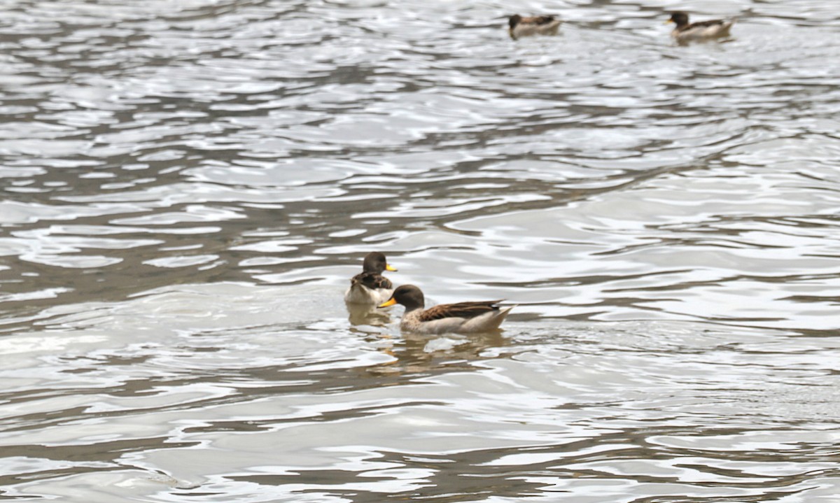 Желтоклювый чирок - ML646652689