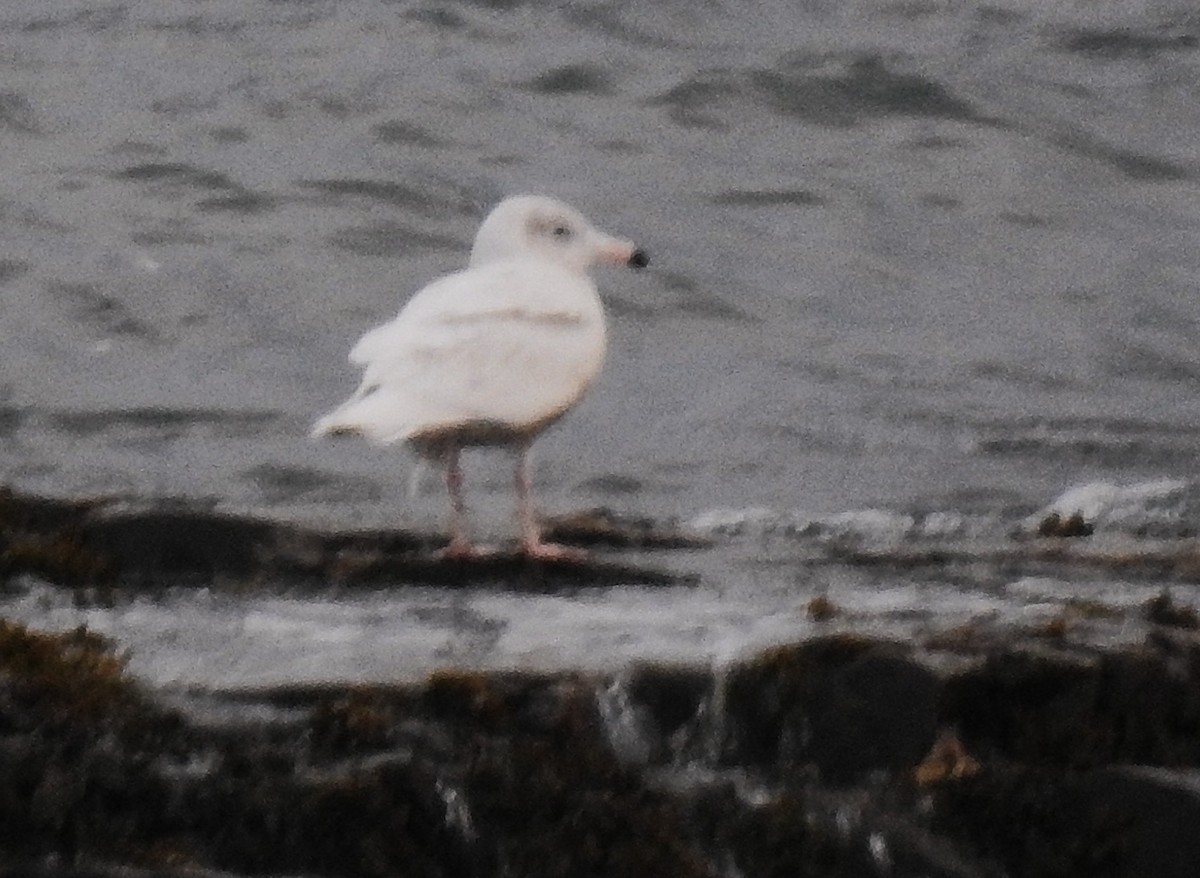 Glaucous Gull - ML646652690