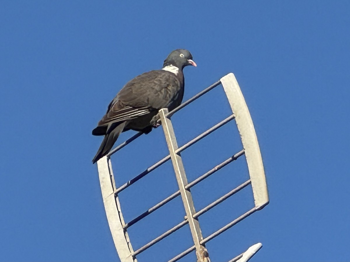 Common Wood-Pigeon - ML646652691
