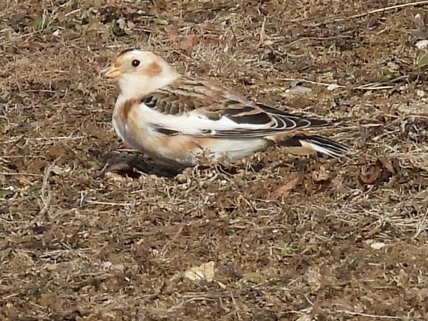 Snow Bunting - ML646652692