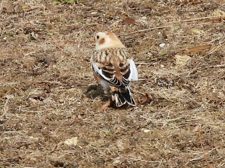 Snow Bunting - ML646652693