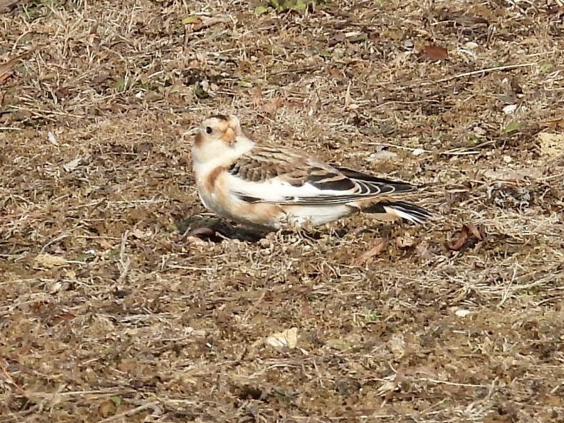 Snow Bunting - ML646652694