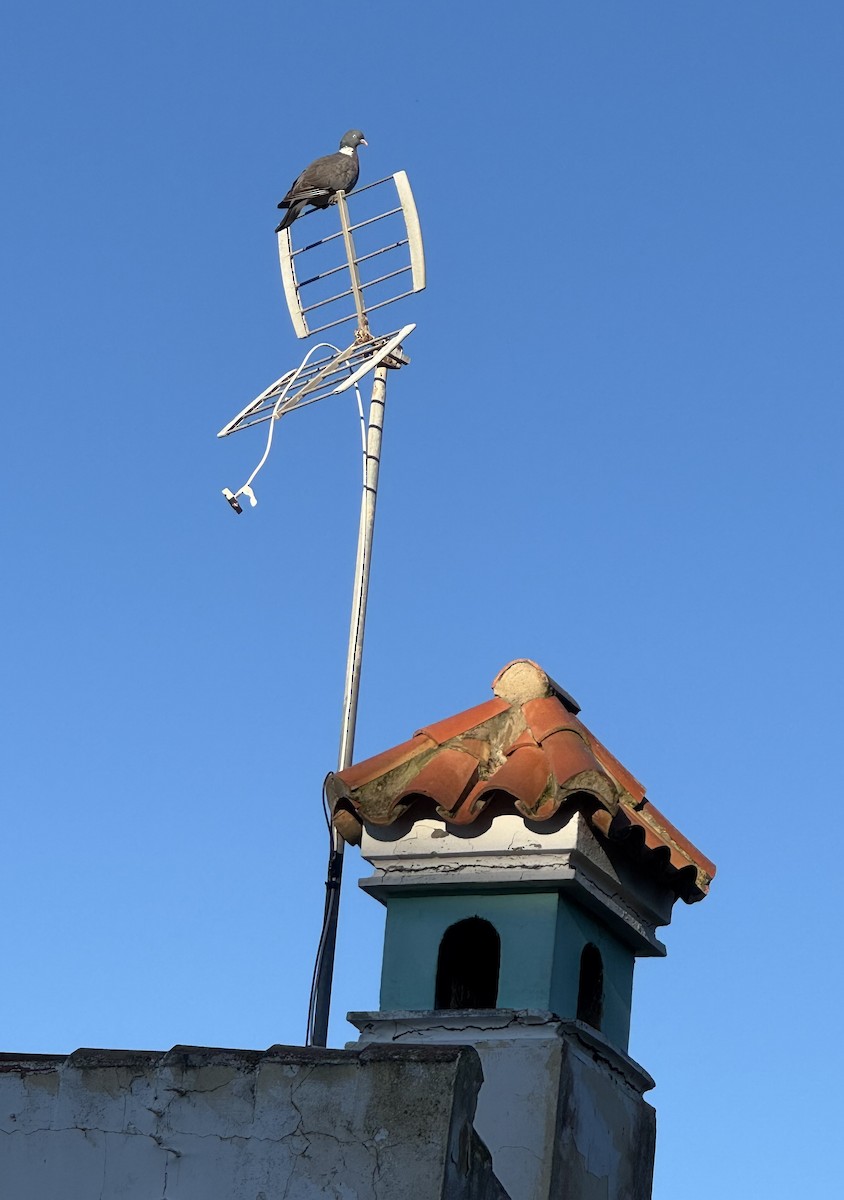 Common Wood-Pigeon - ML646652695