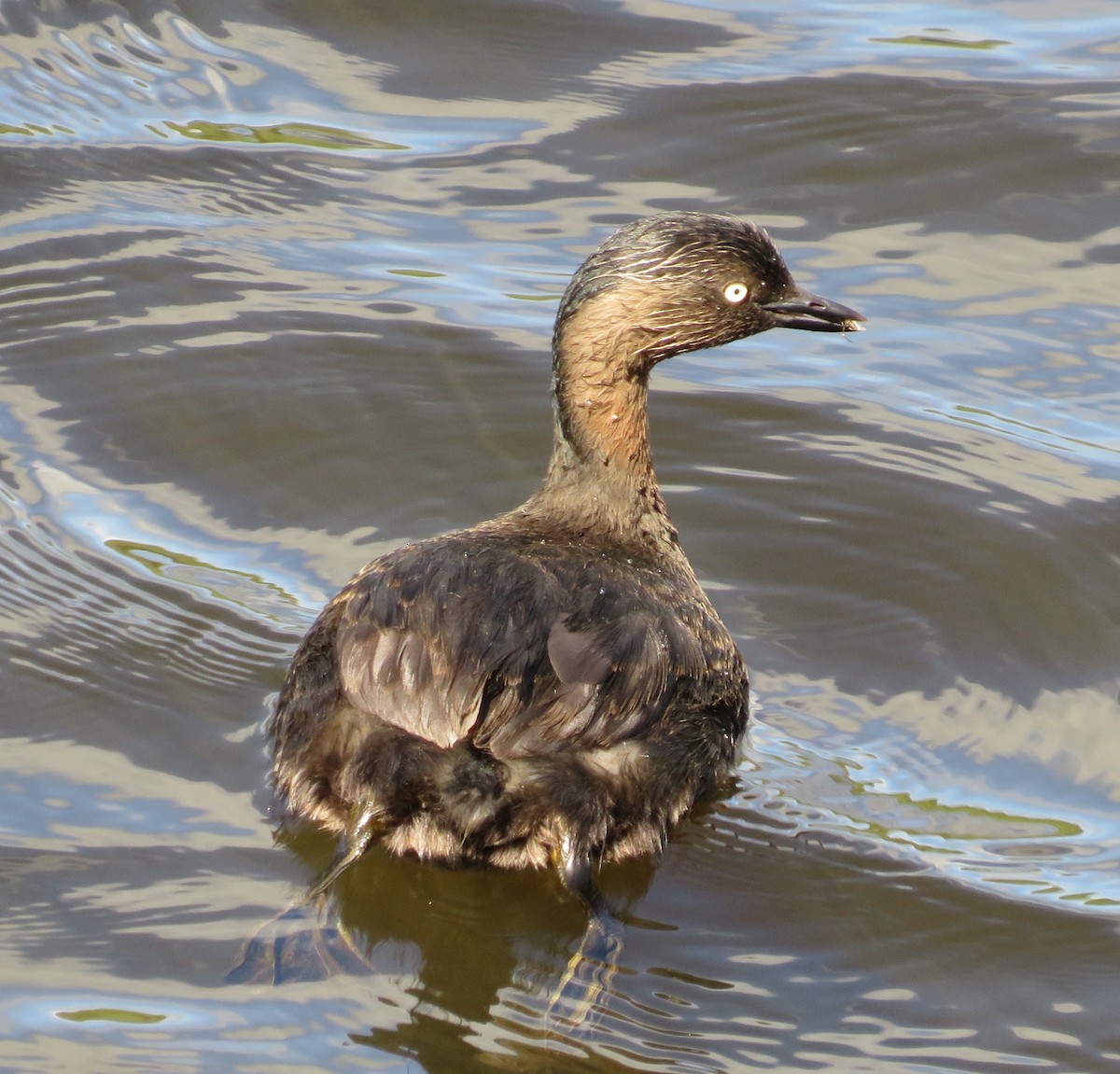 New Zealand Grebe - ML646652696