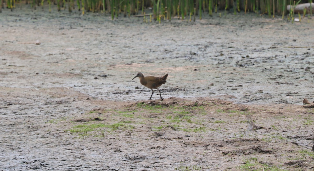 Свинцовая галлинета - ML646652700