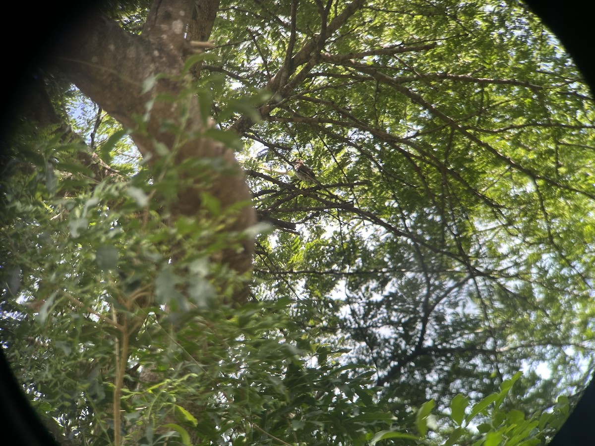 Альзакола натальська - ML646652702