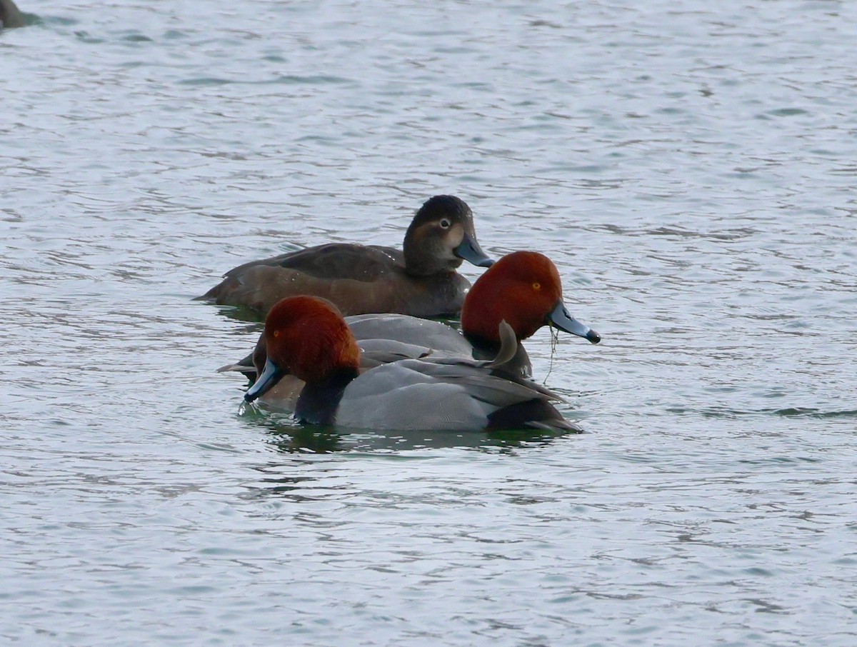 צולל אמריקני - ML646652706