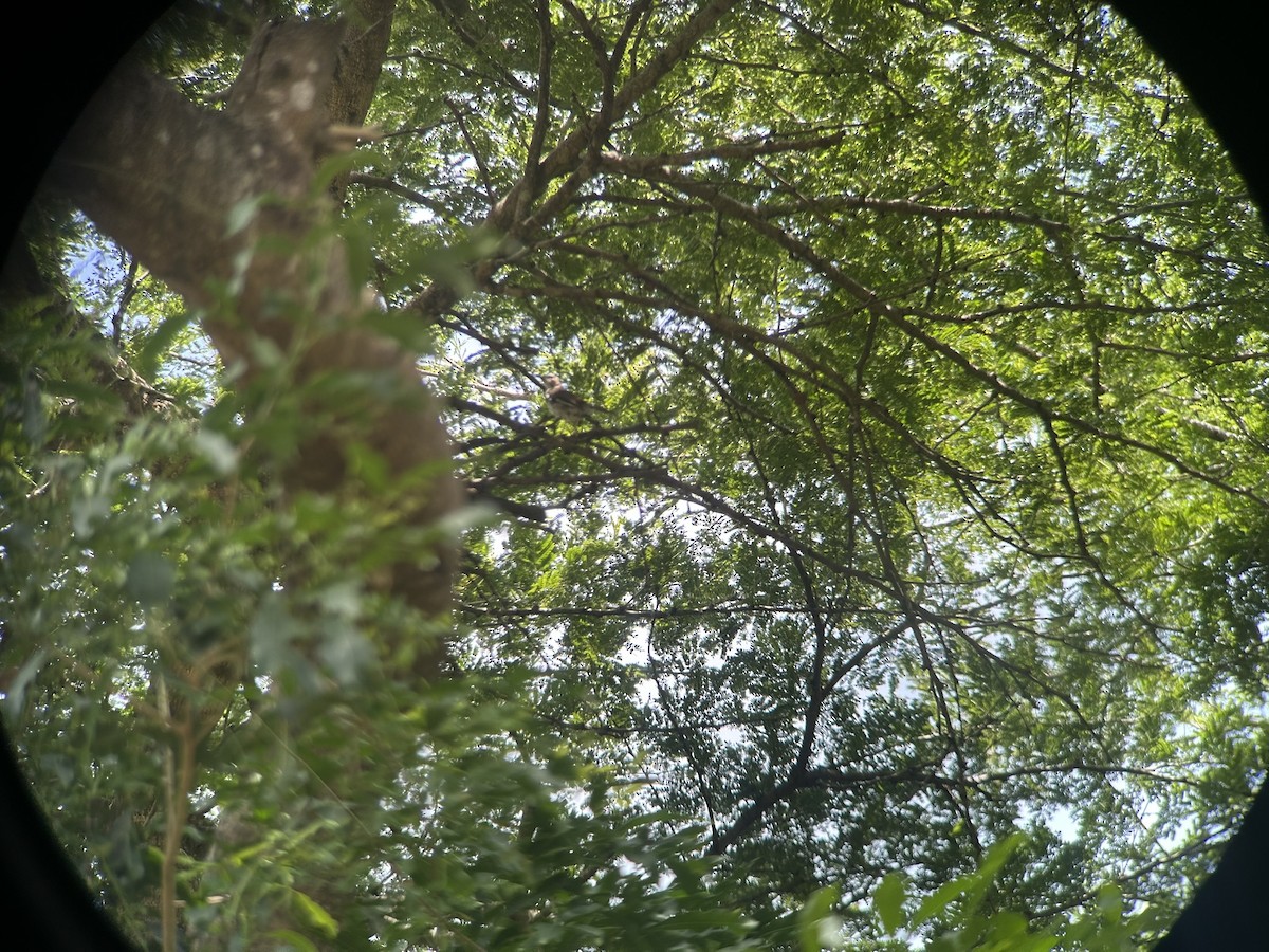 Альзакола натальська - ML646652707