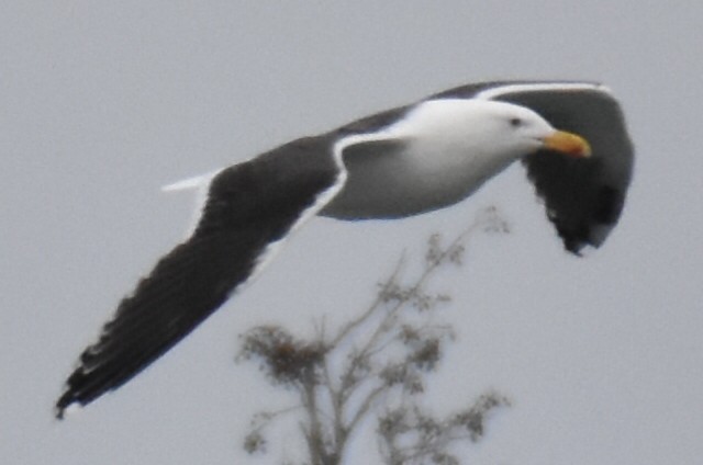 Great Black-backed Gull - ML646652711