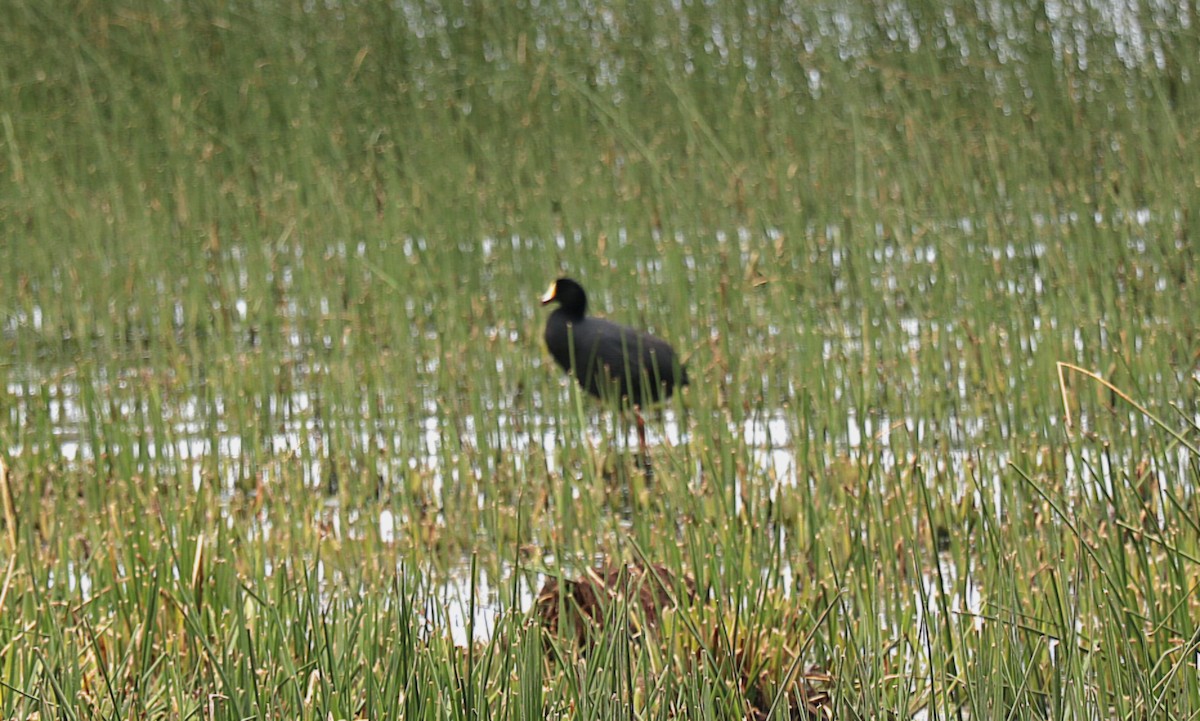 Гигантская лысуха - ML646652712