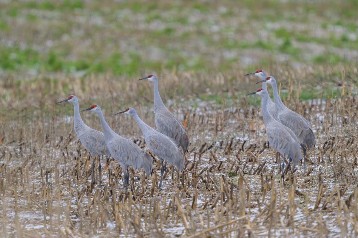 Grulla Canadiense (tabida/rowani) - ML646652713