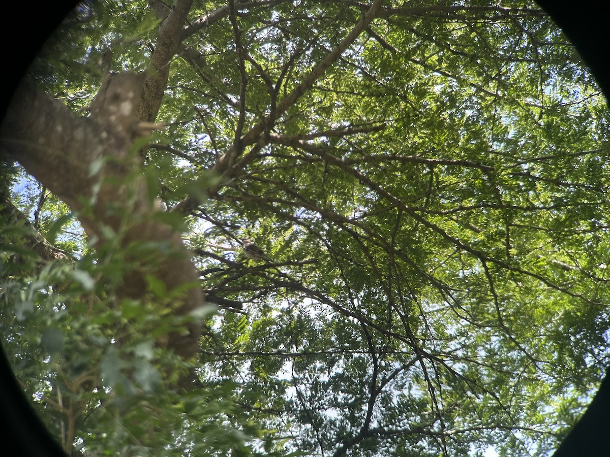 Альзакола натальська - ML646652715