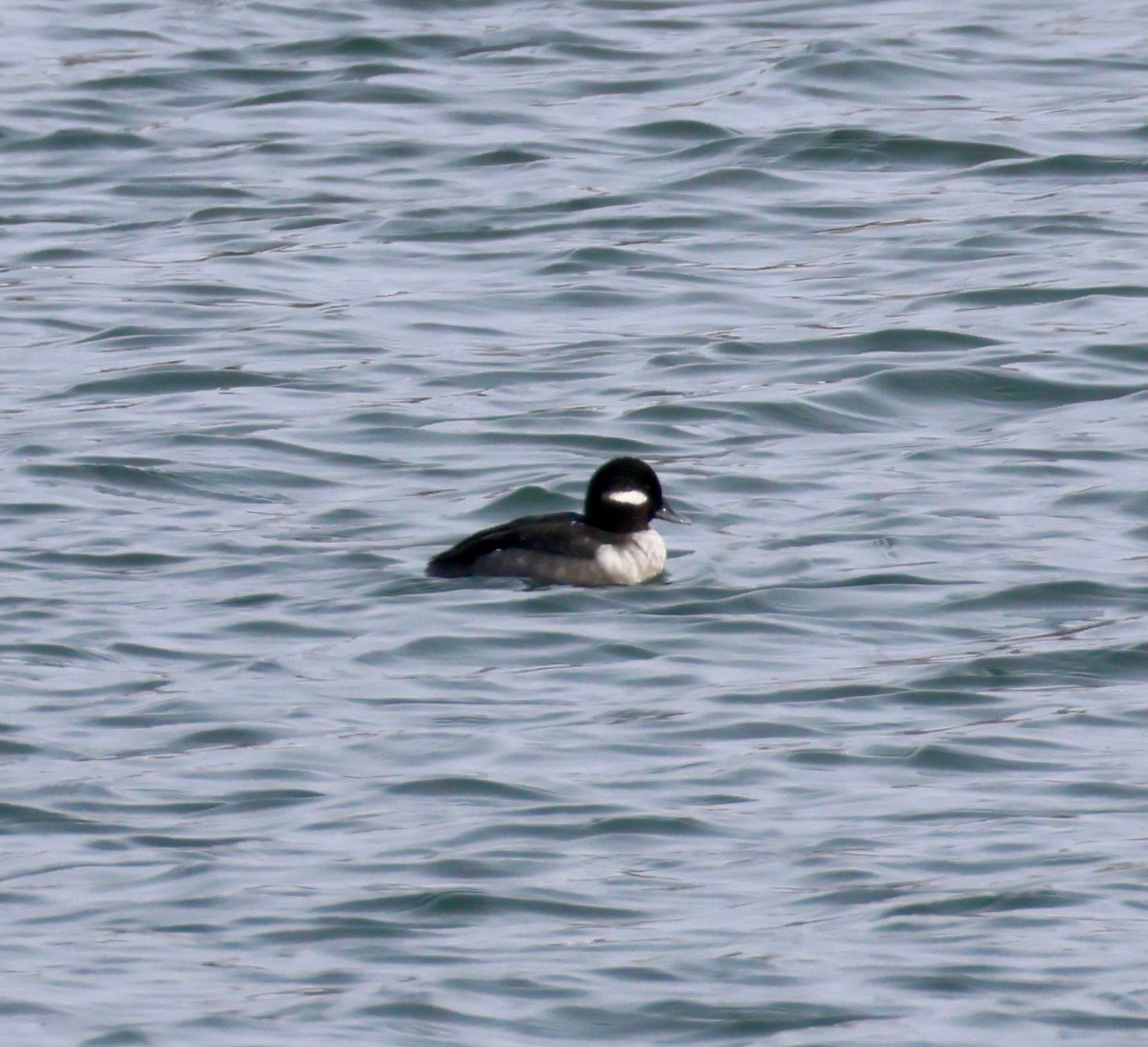 עבראש לבנוני - ML646652717