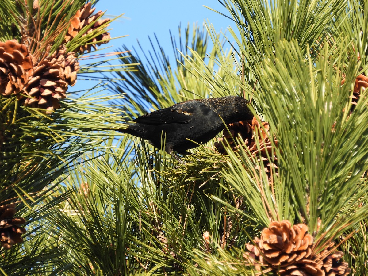 Rotflügelstärling - ML646652720