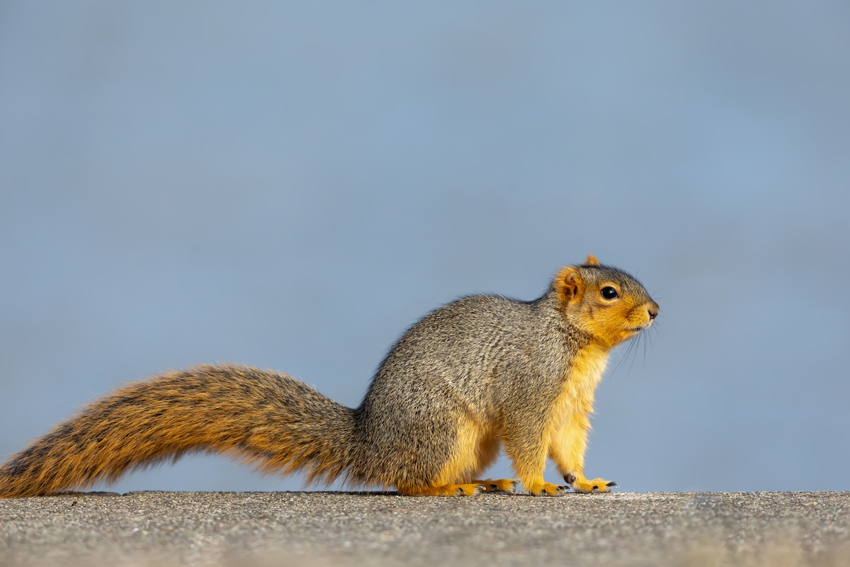 Memeliler - ML646652722