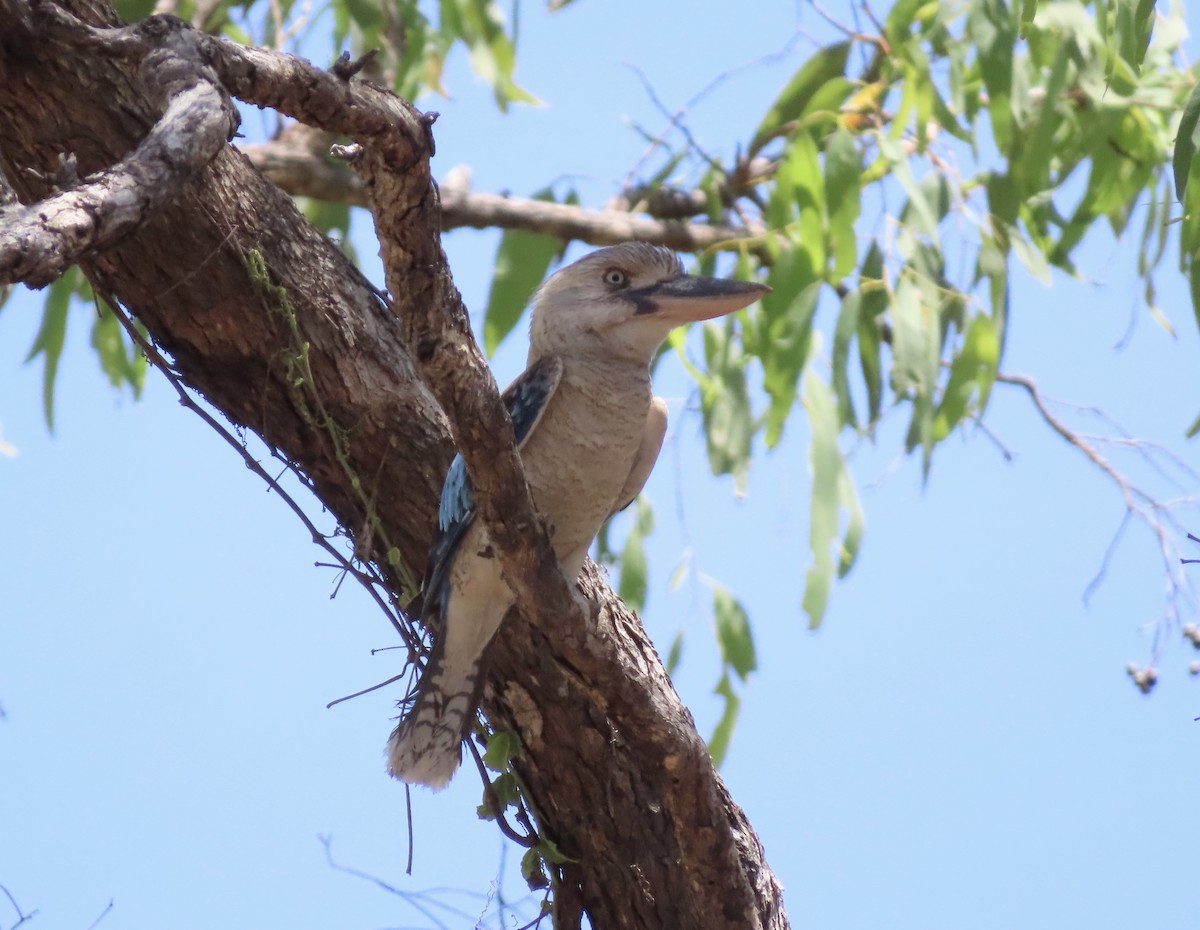 Blue-winged Kookaburra - ML646652723