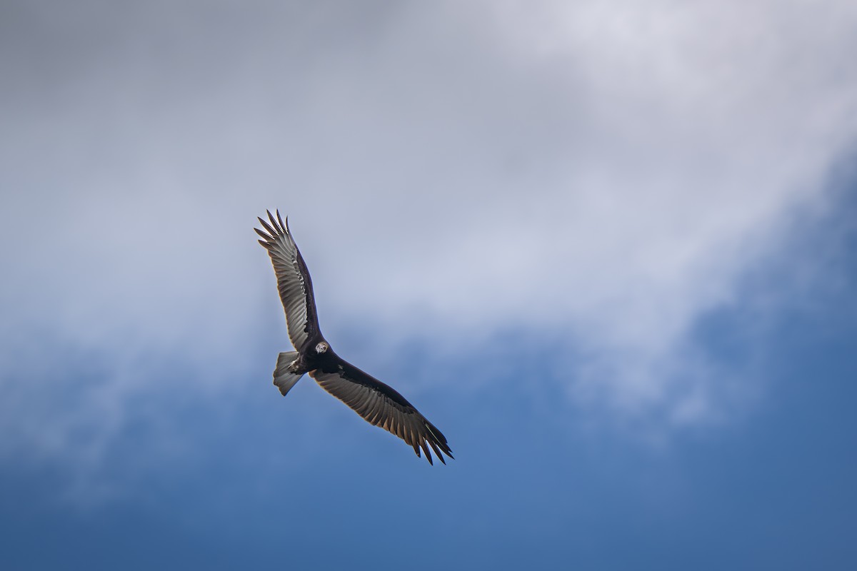 Falco pescatore - ML646652724