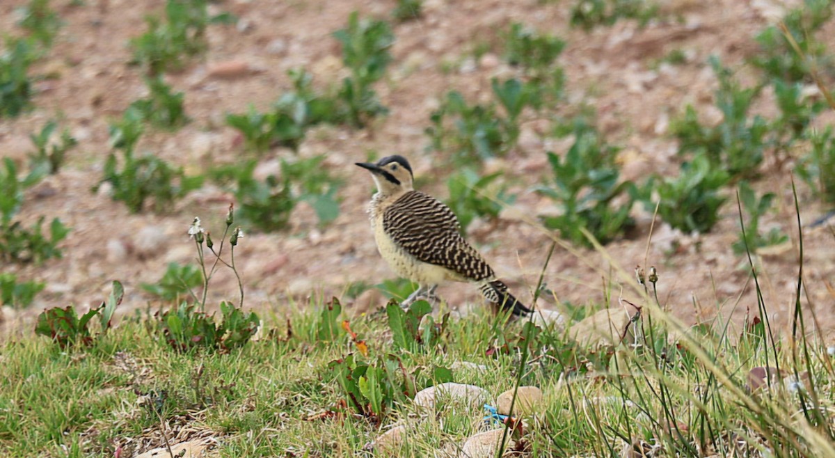 Андский дятел - ML646652725