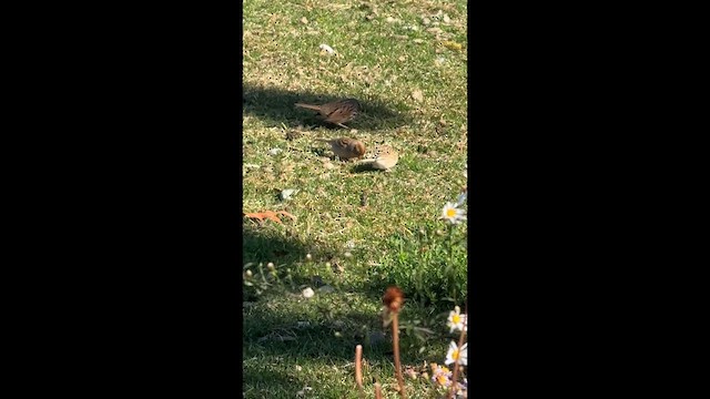 Карнатка бліда - ML646652728