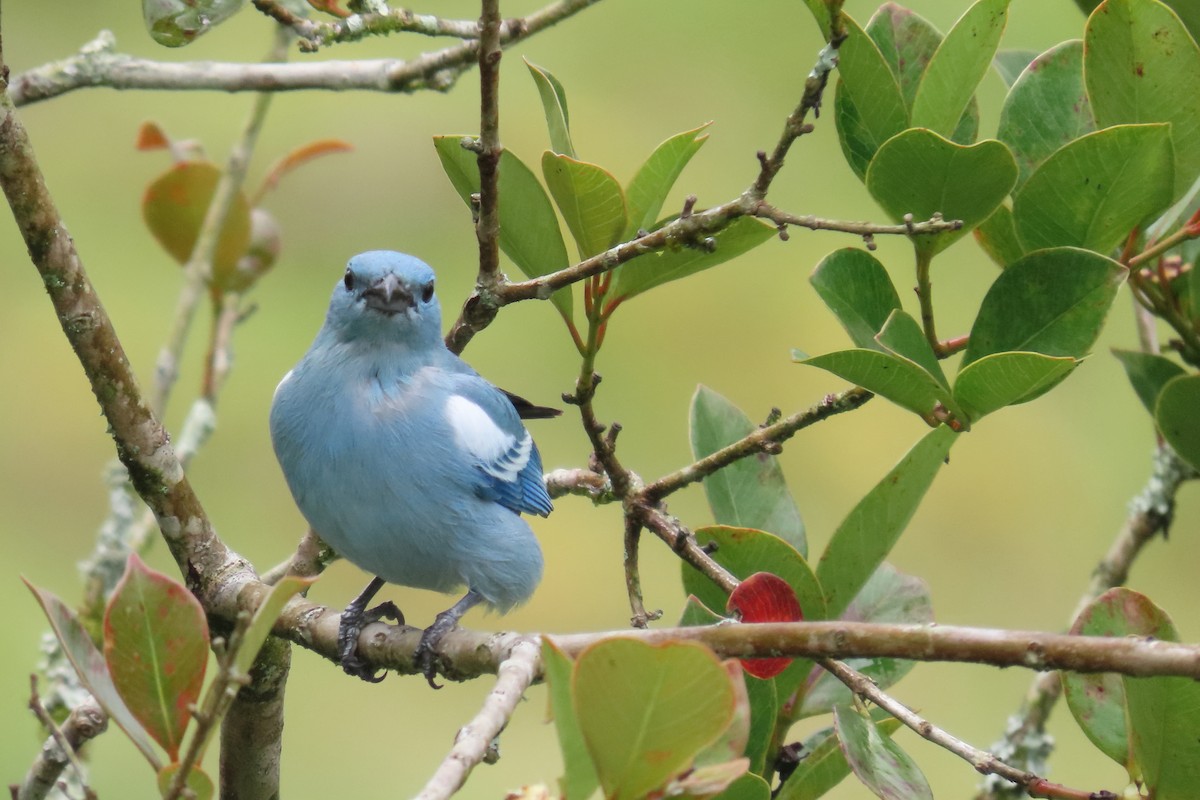 Blue-gray Tanager - ML646652729