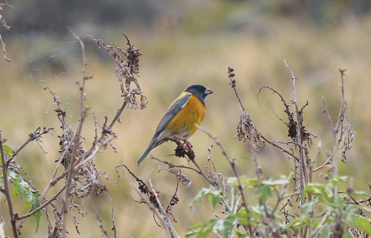 Перуанский овсяночник - ML646652731