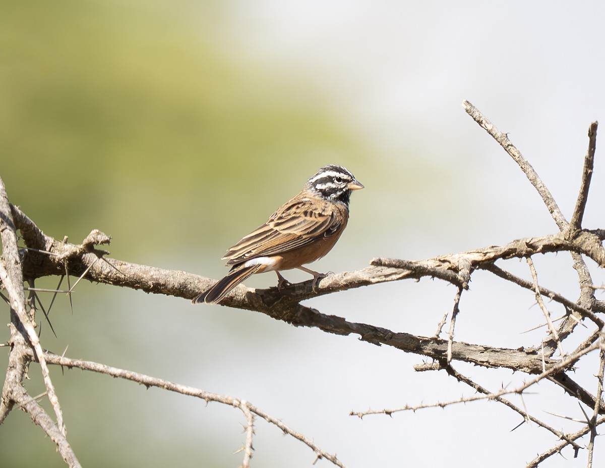 Afrika Kaya Çintesi - ML646652732