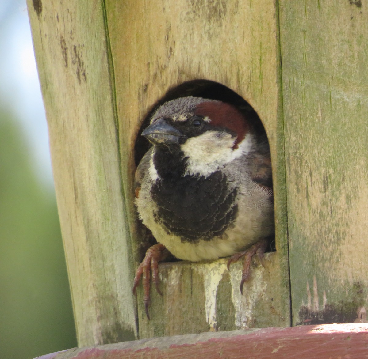 House Sparrow - ML646652733